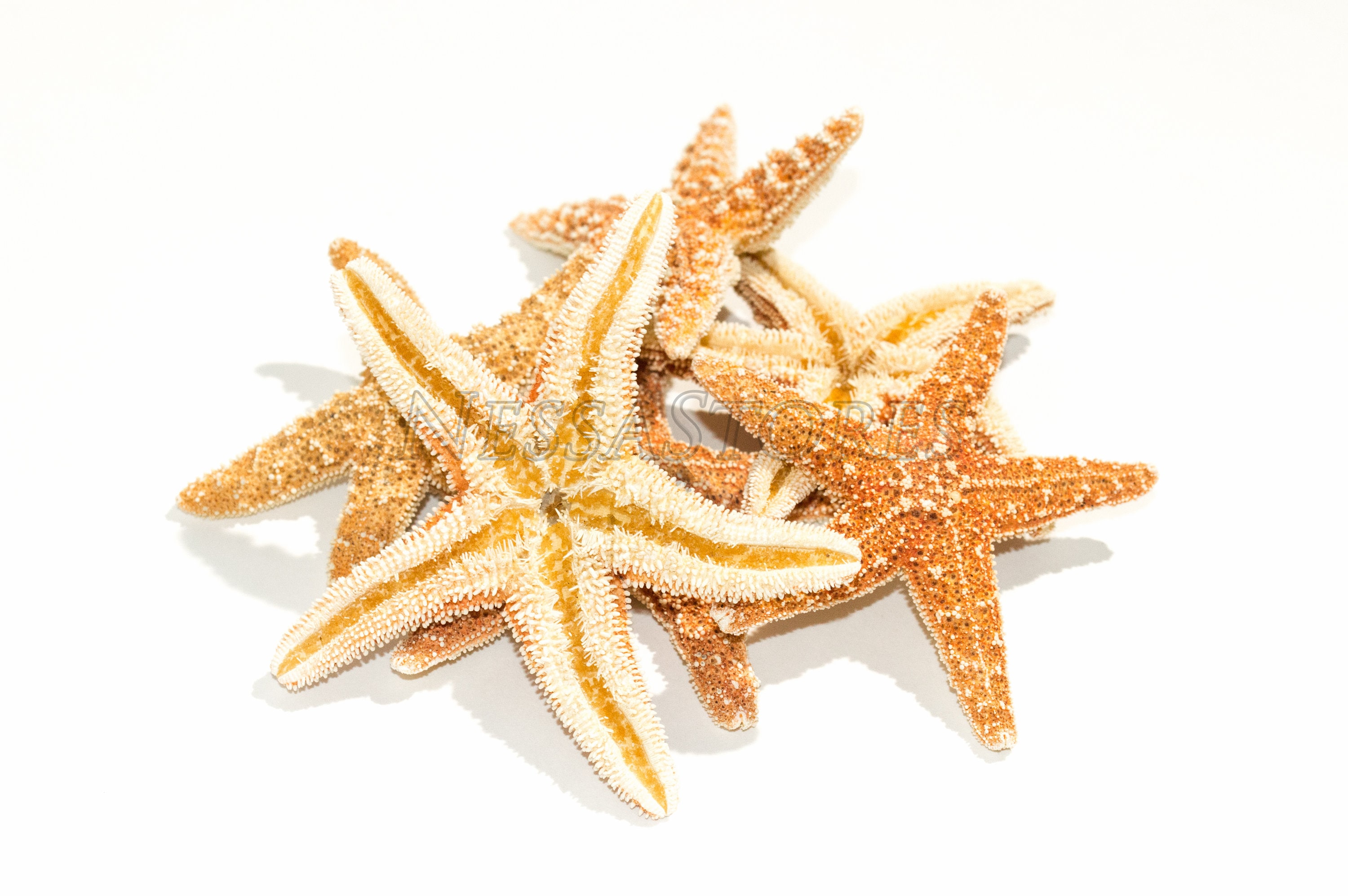 Real Starfish Decor - 10 pack Assorted White Starfish 4-5 - Starfish for  Crafts - White Starfish Décor - Large Starfish - Craft Starfish Bulk - Star  Fish Decorations 