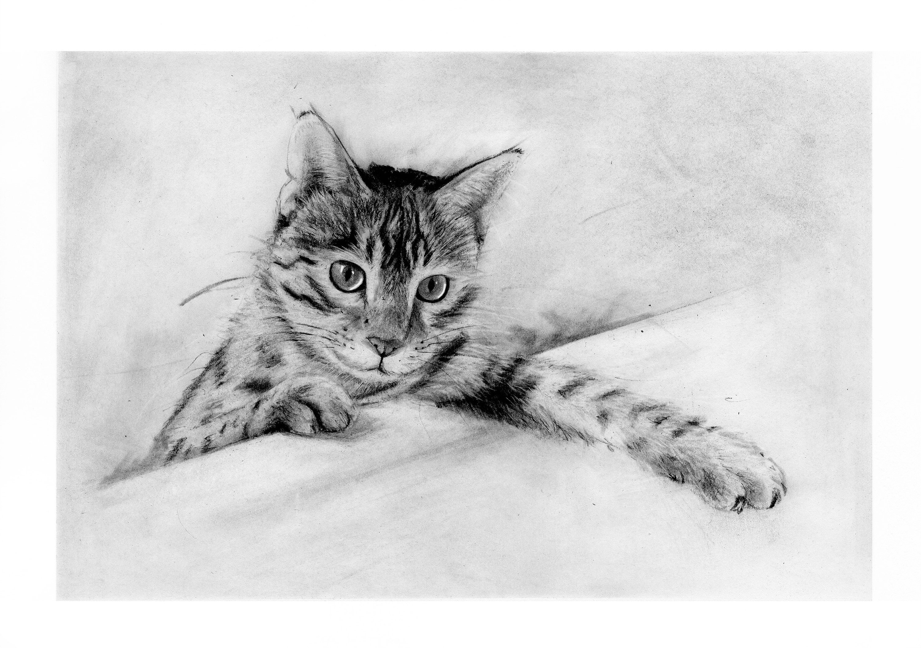 Kohle Katze Skizze, schwarz und weiß Kätzchen Zeichnung, bengalischen  Wanddruck, Poster, ausdrucksstarke Tier Kunst, - Etsy Schweiz, image size:3000x2112