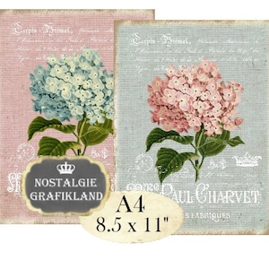 Hydrangea Shabby Chic Hortensia Roses Victorian Rose Flowers Fleurs printable Instant Download digital collage sheet A116