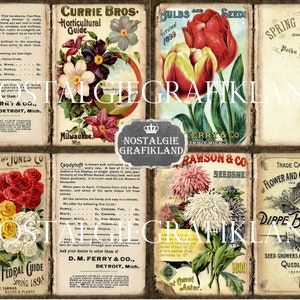 May include: Vintage seed packets featuring colorful illustrations of flowers. The packets are from different seed companies, including Currie Bros., D.M. Ferry & Co., The Conard & Jones Co., Rawson & Co., and Dippe Brothers. The packets advertise a variety of flowers, including morning glories, candytuft, and spring flowers.