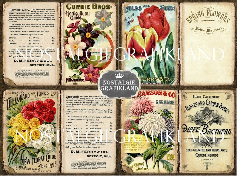May include: Vintage seed packets featuring colorful illustrations of flowers. The packets are from different seed companies, including Currie Bros., D.M. Ferry & Co., The Conard & Jones Co., Rawson & Co., and Dippe Brothers. The packets advertise a variety of flowers, including morning glories, candytuft, and spring flowers.