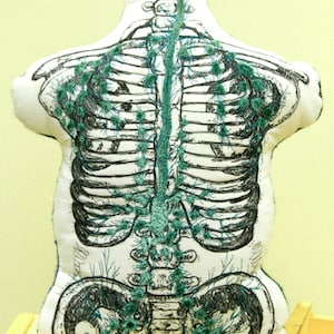Cadaverous Cavities Torso with Lymphatic System image 1