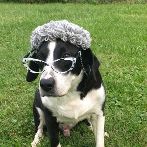 Puede incluir: Un perro blanco y negro con una peluca de lana gris y gafas de ojo de gato blancas y negras. El perro est&aacute; sentado en la hierba verde.