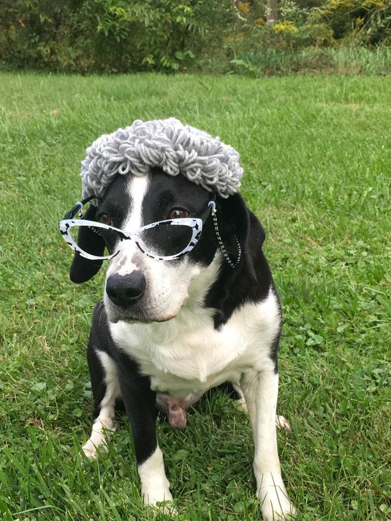 Puede incluir: Un perro blanco y negro con una peluca de lana gris y gafas de ojo de gato blancas y negras. El perro est&aacute; sentado en la hierba verde.