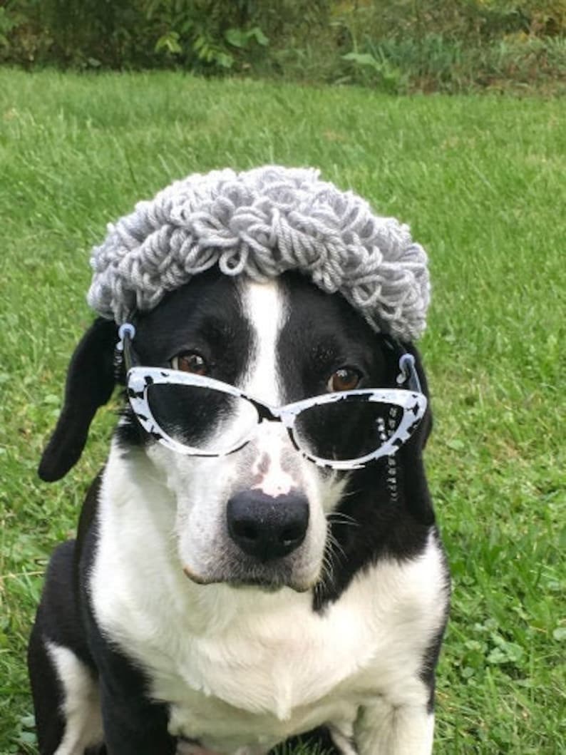 Puede incluir: Un perro blanco y negro con un sombrero de ganchillo gris y gafas de sol blancas. El perro est&aacute; mirando directamente a la c&aacute;mara.