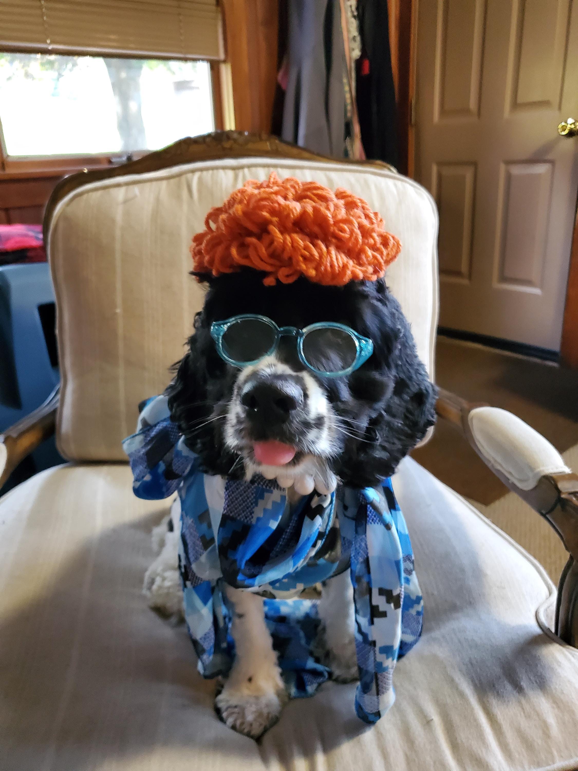 dog dressed as old lady Costume occasion-Day Event occasion-Holiday