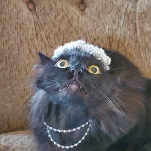 Puede incluir: Un gato negro con un gorro de punto gris y un collar de perlas. El gato est&aacute; mirando hacia arriba con una expresi&oacute;n de sorpresa.