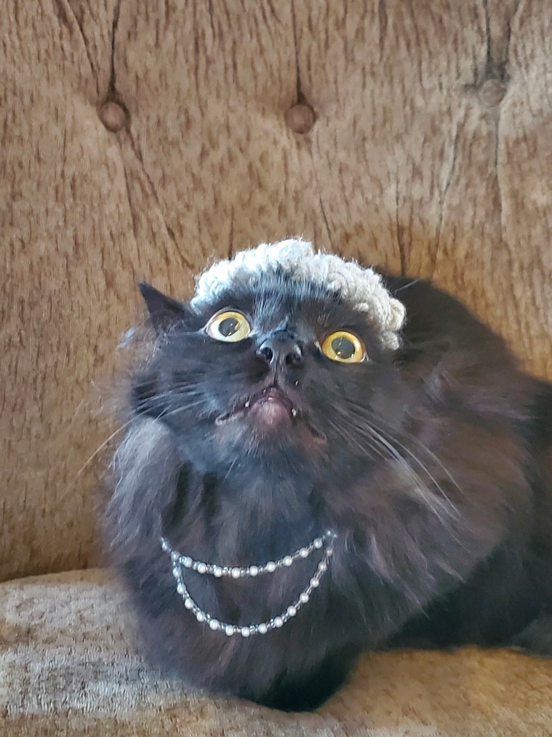 Puede incluir: Un gato negro con un gorro de punto gris y un collar de perlas. El gato est&aacute; mirando hacia arriba con una expresi&oacute;n de sorpresa.