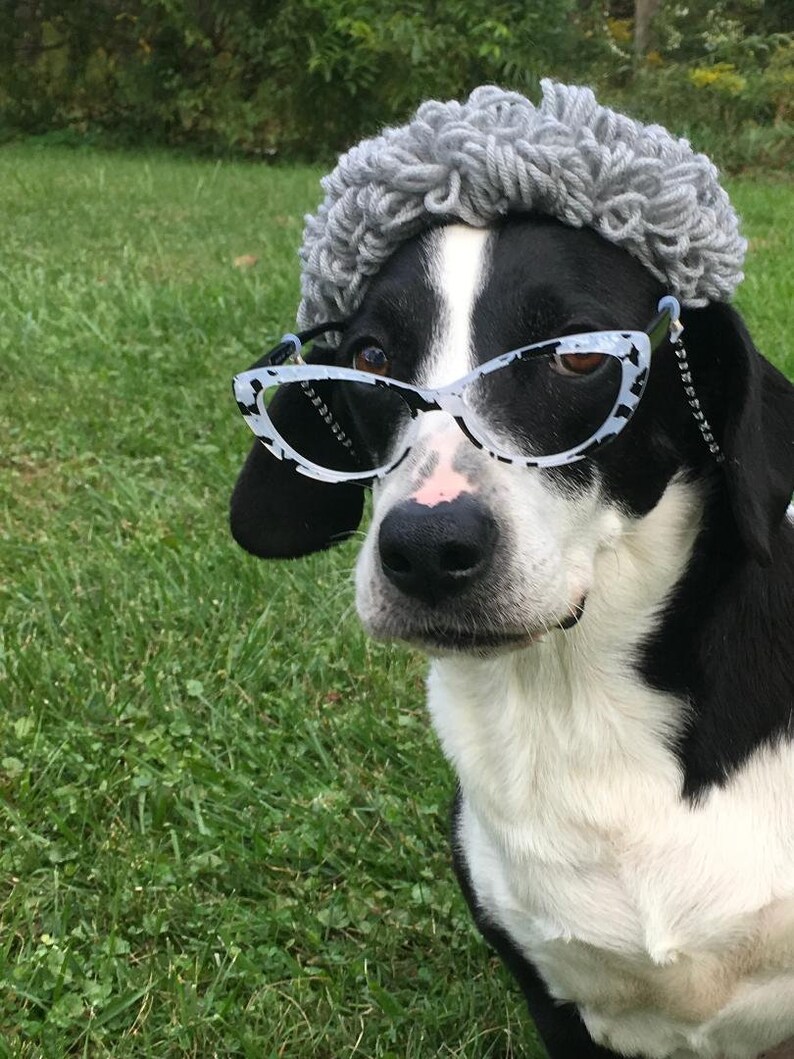 Puede incluir: Un perro blanco y negro con un gorro de punto gris y gafas blancas de ojo de gato. El perro est&aacute; sentado en una zona cubierta de hierba.