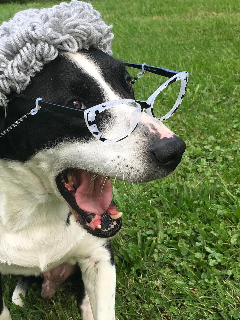 Puede incluir: Un perro blanco y negro con un gorro de punto gris y gafas de sol blancas de ojo de gato con montura negra. El perro est&aacute; bostezando con la boca abierta y la lengua fuera.