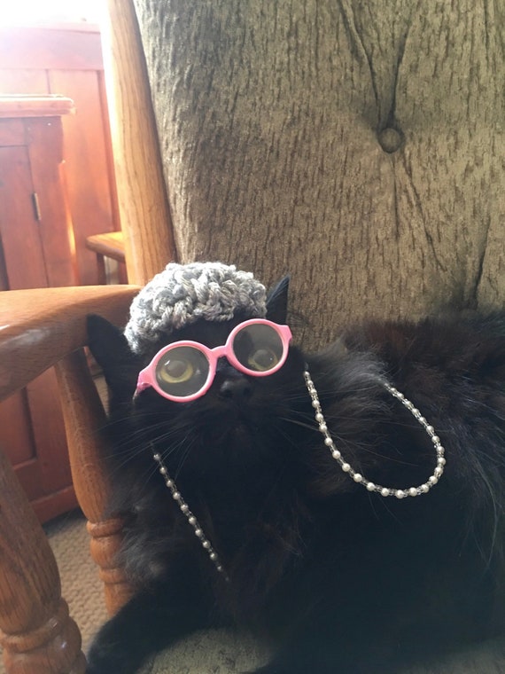 cat dressed as old lady Funny Cat with Old Lady Hairstyle and Hilarious Expression Humor Concept Stock Photo