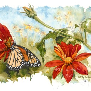 Visiting a Mexican Sunflower