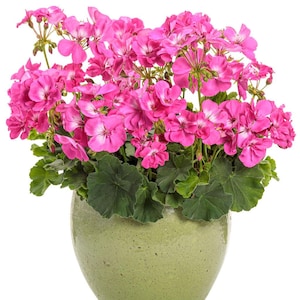 Organic Pink Geranium Cuttings: Aromatic Perennial Herb