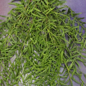 Organic Peruvian Pepper Tree Leaves: Fresh or Dried, Incense, Potpourri