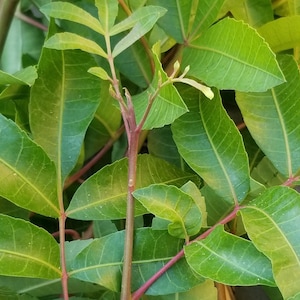 16 OZ Organic Brazilian Pepper Tree Leaves: Fresh or Dried Herbal Incense