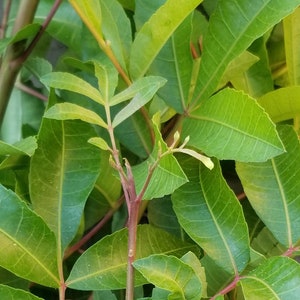 Organic Brazilian Pepper Tree Leaves: Fresh or Dried Herbal Incense