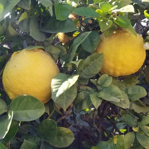 Organic Ponderosa Lemon Tree CUTTINGS - Rare Giant Citrus Houseplant Non-GMO Natural Bonsai Food Plant - Homestead Garden Heirloom Gift