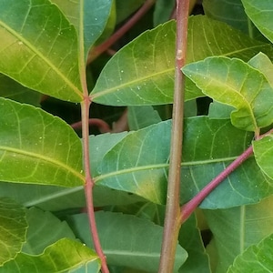 Puede incluir: Primer plano de hojas verdes con un tallo marrón rojizo. Las hojas son de un color verde vibrante, con un tono ligeramente más claro en los bordes. El tallo es de un marrón rojizo intenso, lo que proporciona un contraste llamativo con las hojas verdes.