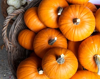 Sugar Pie Pumpkin Seeds: Organic Heirloom Variety for Baking