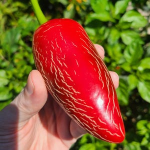 Op de afbeelding: Een felrode peper met een groene steel, vastgehouden in een hand. De peper heeft witte aderingpatronen over het oppervlak, tegen een achtergrond van groen gebladerte. De peper is helderrood en glanzend.