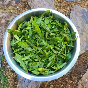 Organic Lemon Verbena Leaf: Cleansing Ritual Herb for Witchcraft Spellwork or Incense