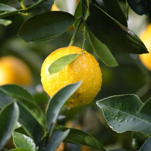 Organic Meyer Lemon Fruit Tree Seeds Indoor or Outdoor Gardening – Pesticide-Free Tropical Citrus Plants – Easy to Grow Year-Round Homestead