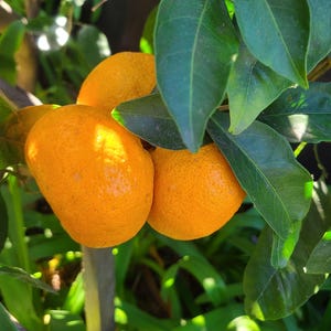 3 Organic Mandarin Orange Tree Cuttings: Heirloom Citrus Bonsai Starter