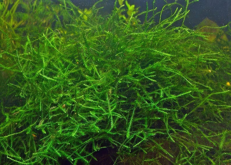 Live Java Moss Live Java Moss Starter Batch: Aquarium Plant for Fish, Snails ...