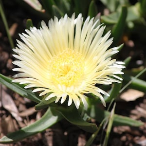 Yellow Carpobrotus Cuttings Ice Plant Pig Face Sour Fig Hottentot Fig Flowering Ground Cover Succulent Fruit Africa Australia South America