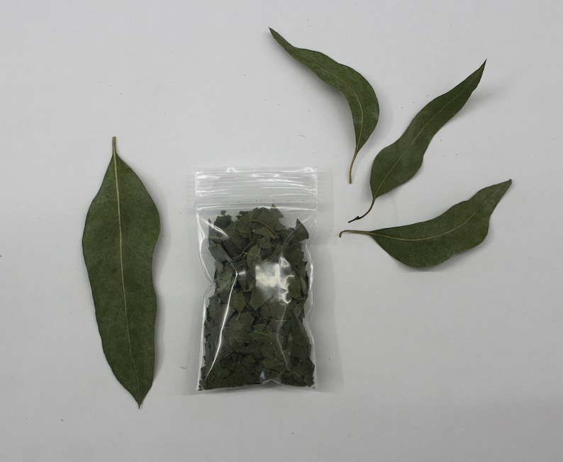 Sample Organic Eucalyptus Leaves on Branches Fresh or Dry Bulk Etsy