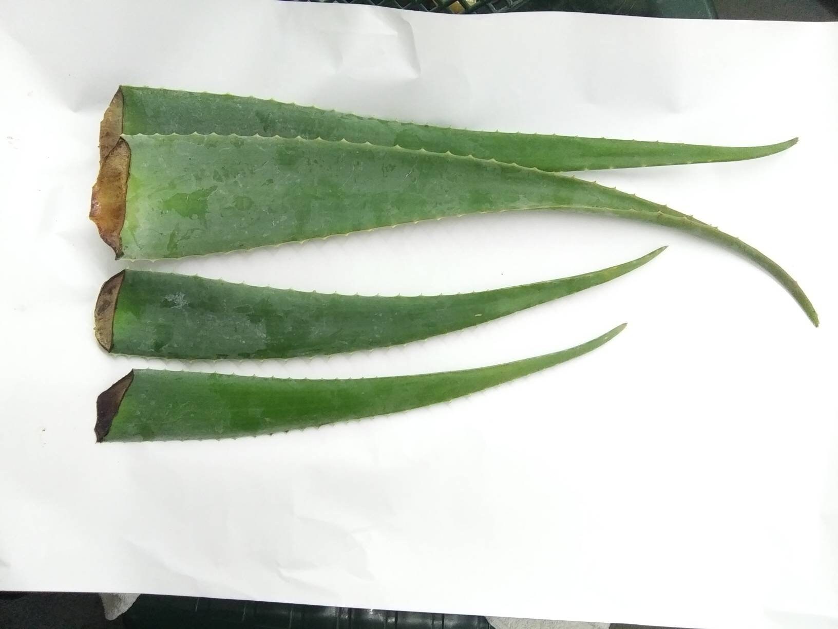 Jumbo Fresh Organic Aloe Vera Leaf: Home Remedy Garden - Etsy Finland