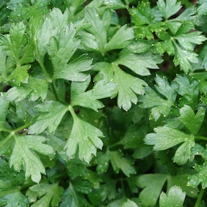 Könnte beinhalten: Nahaufnahme von frischen, leuchtend grünen Petersilienblättern. Die Blätter sind tief gelappt und haben ein leicht zerknittertes Aussehen. Das Bild hebt die Textur und Farbe des Krauts hervor und zeigt seine Frische und Details. Ideal für kulinarische und Gartenbau-Themen.
