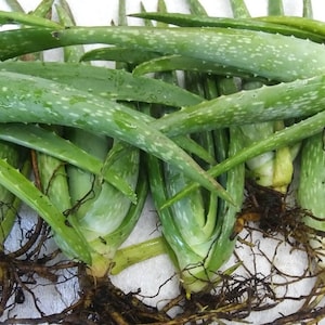 Large Organic Aloe Vera Pup - 12&quot; to 16&quot; Plant Aloe Leaves Aloe Stalk - Holistic - Natural - Home Remedies - Skin Hair Care - Fresh Aloe Gel