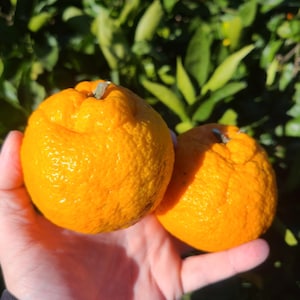 Organic Mandarin Orange Seeds: Bonsai Citrus Tree - 3 Pack