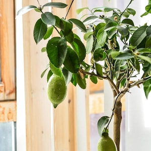 Organic Meyer Lemon Fruit Tree CUTTINGS Indoor or Outdoor Gardening, Pesticide-Free Tropical Citrus Plants Easy to Grow Year-Round Homestead