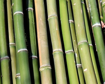 Bambou bio 61 cm x 1/8 - piquets de 1/4 tiges - coupé à la main - entièrement naturel - carillons éoliens artisanat floral fournitures de jardinage décoration bricolage baguette en bois