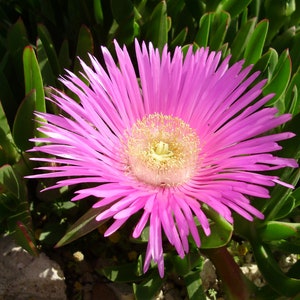 Purple Carpobrotus Cuttings: Organically Grown Ice Plant Succulent