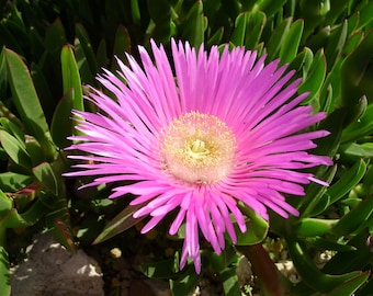 Purple Carpobrotus Cuttings Ice Plant Pig Face Sour Fig Hottentot Fig Flowering Ground Cover Succulent Fruit Africa Australia South America