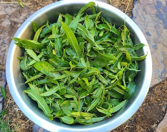 Foglie di verbena odorosa biologica: erba purificante per stregoneria e rituali o per incenso