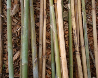 Bambou biologique 32" x 1/4 - 1/2 tiges piquets poteaux coupés à la main tout naturel - carillons éoliens artisanat floral fournitures de jardinage décoration bricolage baguette en bois