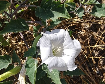 Sacred Datura Leaves- Datura wrightii Mediation Ritual Smoke Cleansing Incense Mental Healing Natural Herb Blessing Moon Flower Witchcraft