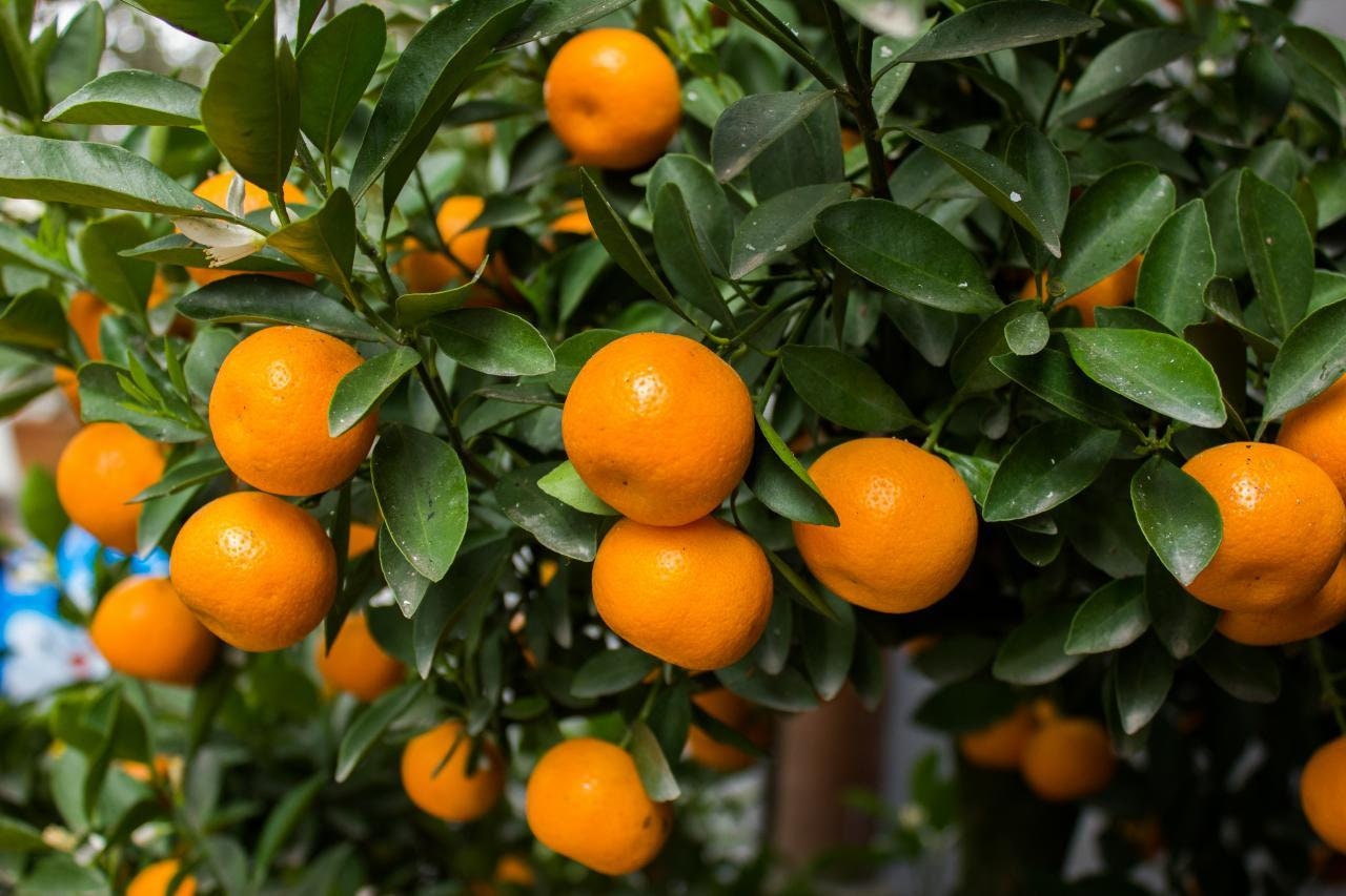 20 Dwarf Orange Tree Seeds – Kumquat & Tangerine Citrus – Indoor/Outdoor Bonsai Garden