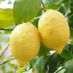 5 Organic Meyer Lemon Fruit Tree Seeds Indoor or Outdoor Gardening – Pesticide-Free Tropical Citrus Plants Easy to Grow Year-Round Homestead
