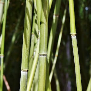 2 pack 16&quot; Organic Bamboo 1/4&quot;, 1/2&quot;, 1&quot; Poles Stakes Rods Hand Cut Natural Wind Chimes Craft Floral Gardening Supplies Decor DIY Wand Wood