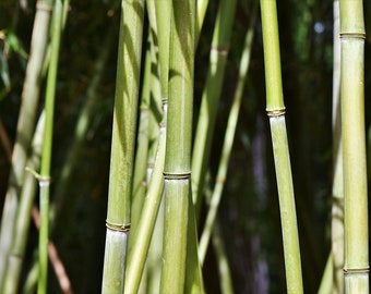 2 pack 16" Organic Bamboo 1/4", 1/2", 1" Poles Stakes Rods Hand Cut Natural Wind Chimes Craft Floral Gardening Supplies Decor DIY Wand Wood