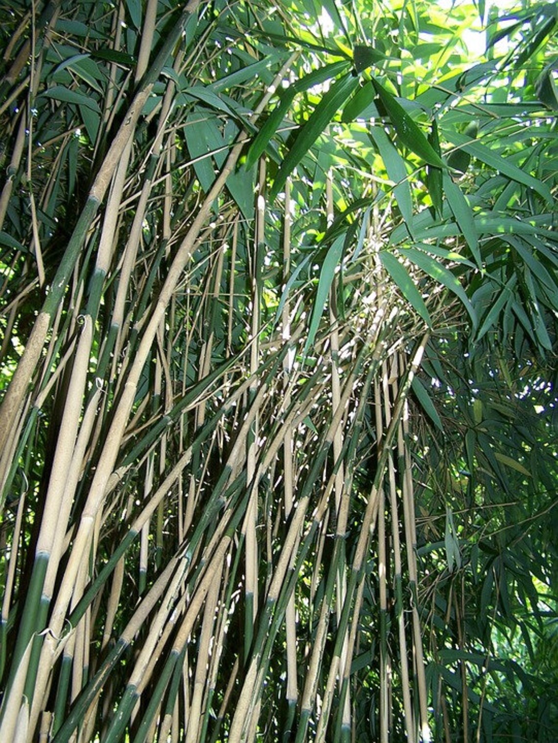 48 Organic Bamboo Rods Stakes Poles All Natural Wind Etsy