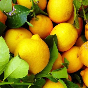20 Organic Meyer Lemon Fruit Tree Seeds Indoor or Outdoor Gardening Pesticide-Free Tropical Citrus Plants Easy to Grow Year-Round Homestead