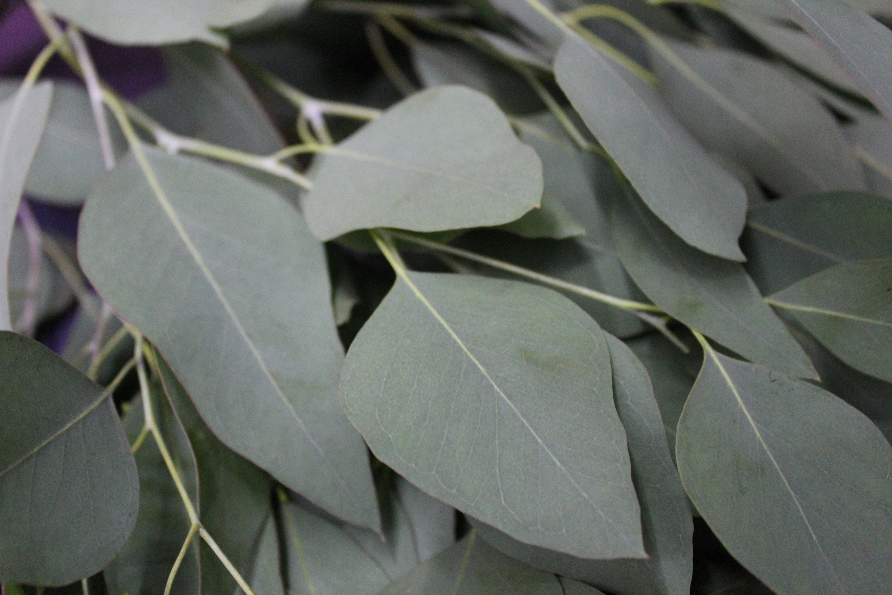 16 oz Organic Eucalyptus Leaves on Branch Fresh or Dry Bulk Etsy