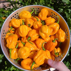 Puede incluir: Un letrero de madera rústica con el texto "Welcome to our home" en letras blancas. El letrero presenta un acabado envejecido y un diseño sencillo y acogedor, perfecto para un porche o entrada.