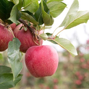 Organic Gala Apple Tree Seeds - Heirloom Non-GMO Fruit Seeds for Indoor Outdoor Gardening, Easy to Grow, Perfect for Home Orchards or a Gift